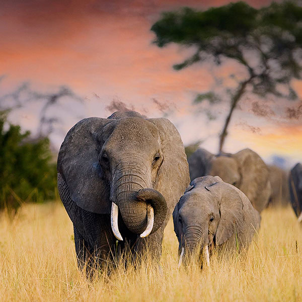 A herd of wild elephants walk through the savanna of Tarangire N